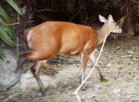 Gastro-Intestinal transit time in South American deer